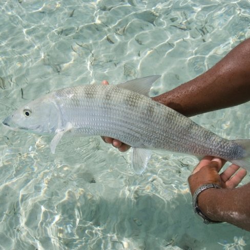 Close-up of a bonefish being held above clear shallow waters during a fishing trip.
