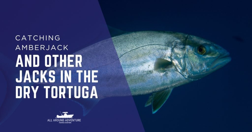 Close-up of an amberjack fish, one of the jack species targeted in Dry Tortugas fishing trips.