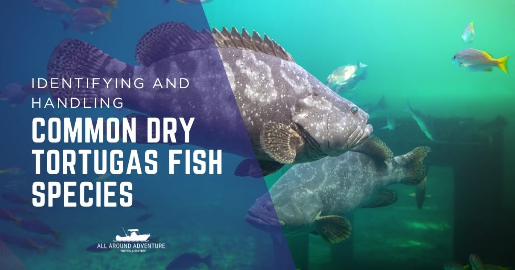 Large grouper and other fish swimming in green-tinted waters near the Dry Tortugas.