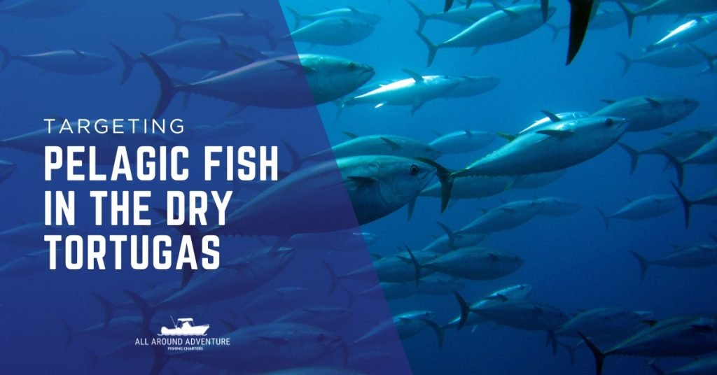 School of pelagic fish like tuna swimming in the waters near Dry Tortugas.