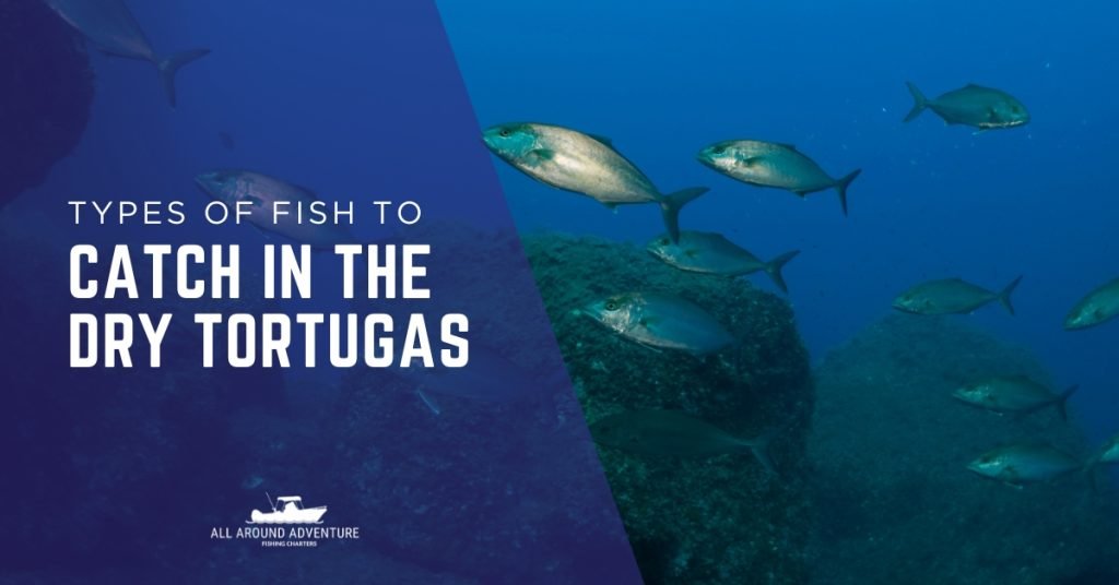 Various reef fish swimming near rocks in the Dry Tortugas fishing area.