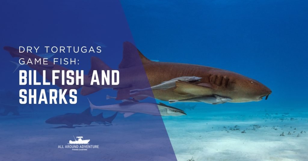 Sharks swimming close to the ocean floor, popular game fish in Dry Tortugas charters.