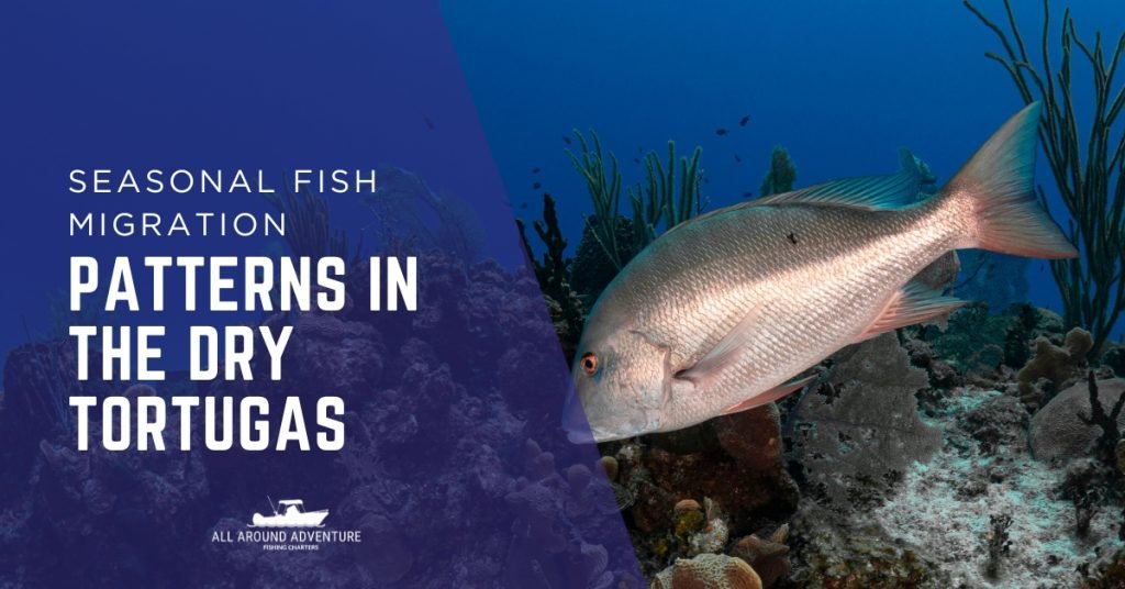 A large fish swimming near coral reef, representing seasonal fish movements in the Dry Tortugas.