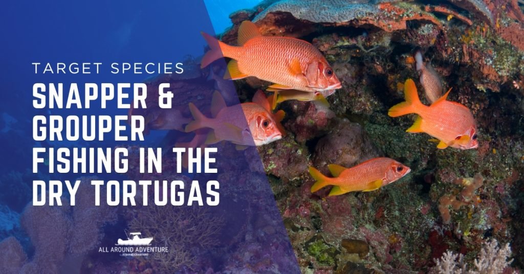 Red snapper fish swimming over coral reef, target species in Dry Tortugas charters.